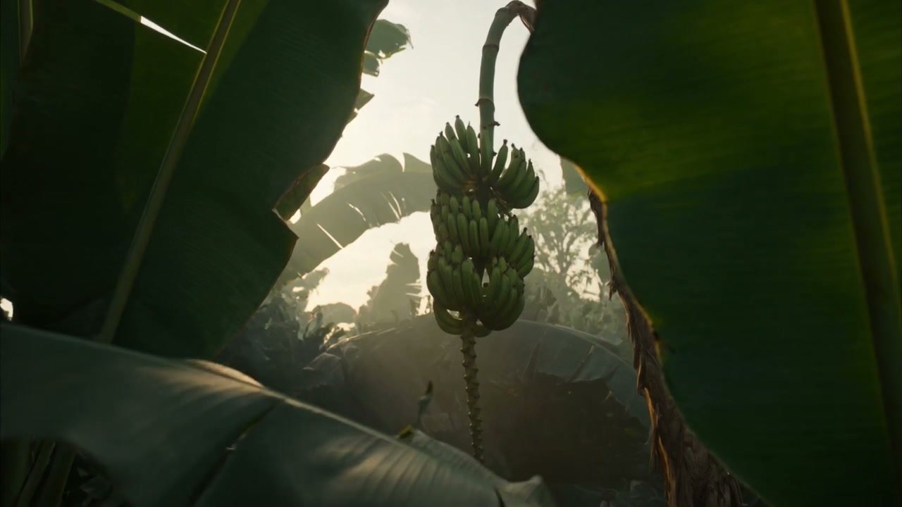 A bunch of green bananas on the plant at first light