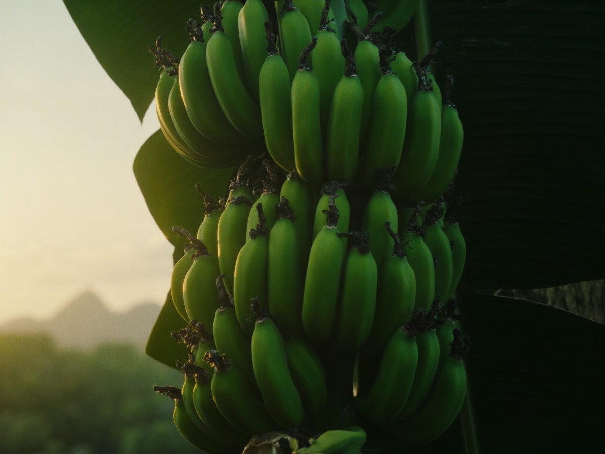 Green bananas on the plant at first light
