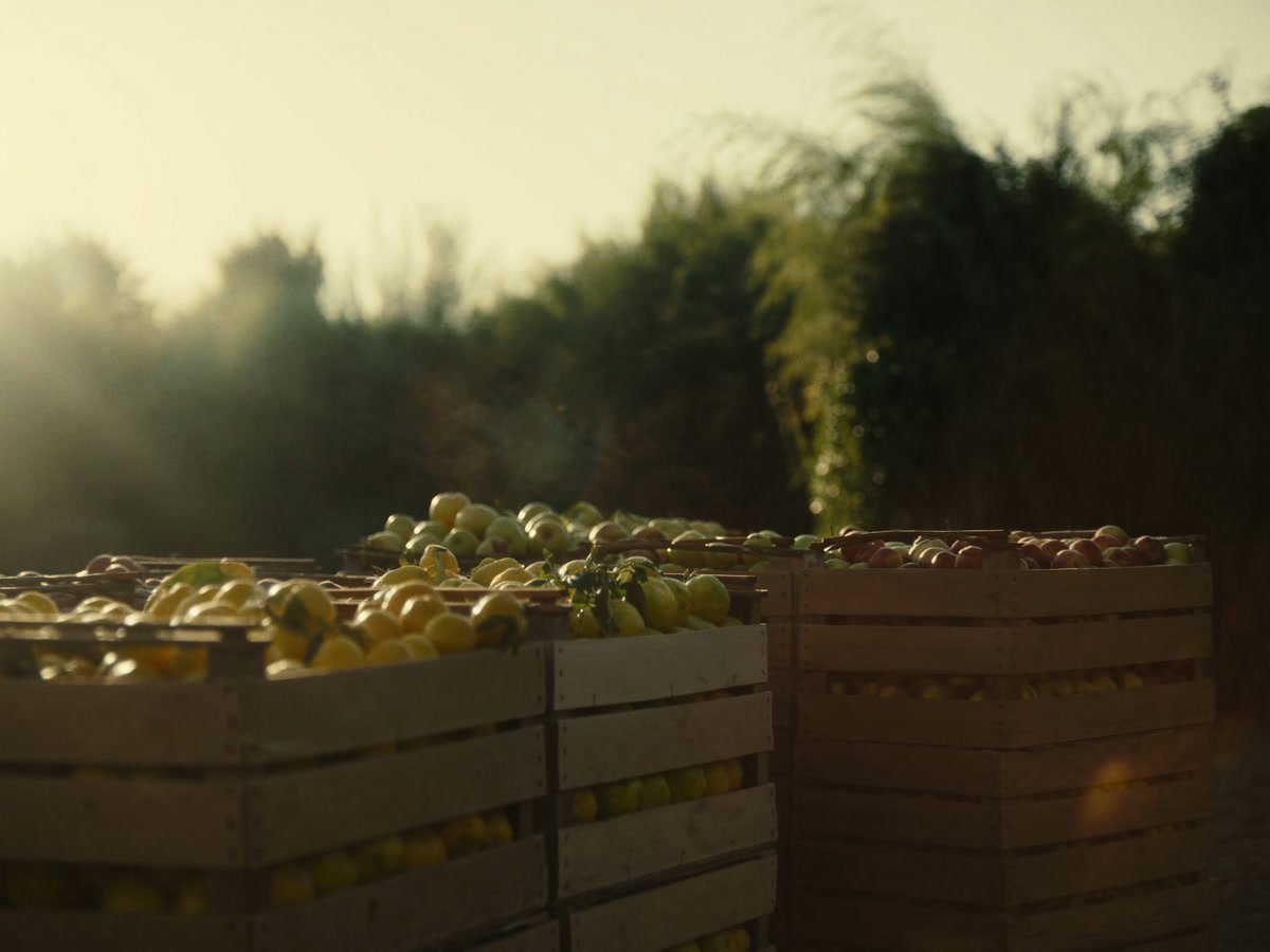 Crates of citrus and apples in morning light